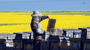 Das Freihandelsabkommen wird den Export von chinesischem Honig in die Schweiz erleichtern