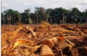 Illegal Timber in the Venezuelan Amazon