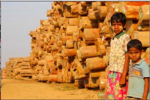 Myanmar Logging