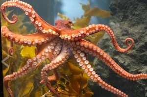 Octopi as Food?  A Commercial Venture?