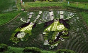 Growing Rice in Japan